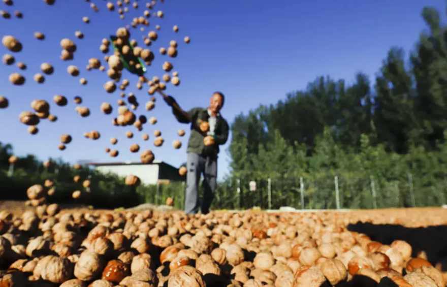 山核桃加工廢水處理工藝流程|方案|排放標準-1 山核桃加工廢水處理工藝流程|方案|排放標準-1